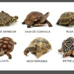 qué especies de tortugas existen