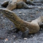 Reptiles Venenosos Conoce las Especies Más Peligrosas del mundo