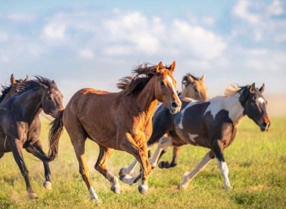 tipos de caballos