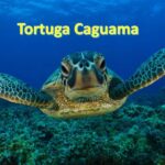 tortuga caguama en peligro de extinción