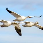 Todo lo que necesitas saber sobre las aves migratorias