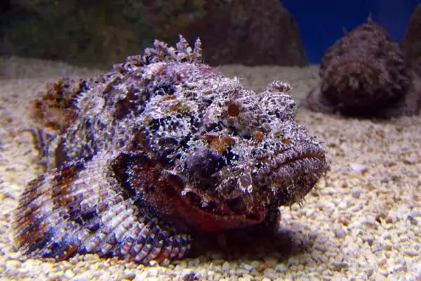 Peces Venenosos y Peligrosos Cuidado con Estas Especies