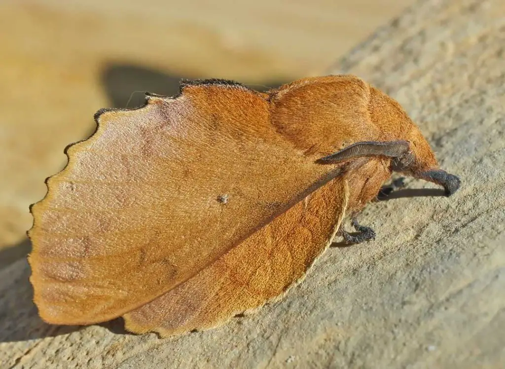 Descubre las Especies Más Fascinantes del Mundo