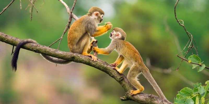 Los Mamíferos Más Inteligentes del Mundo: Descubre sus Asombrosas Habilidades