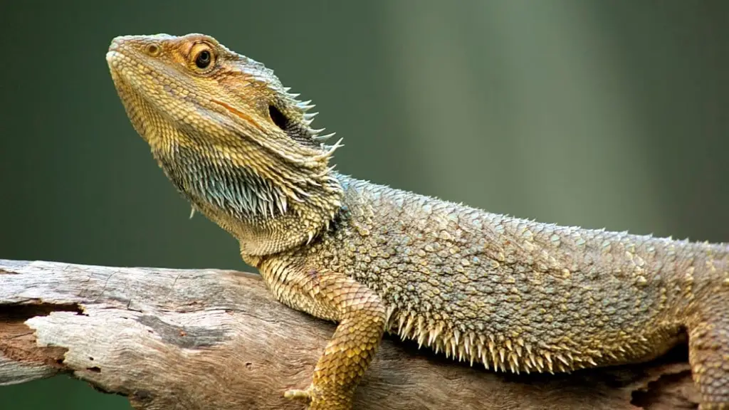 Reptiles como Mascotas Guía Completa de Especies, Cuidado y Mantenimiento