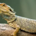 Reptiles como Mascotas Guía Completa de Especies, Cuidado y Mantenimiento