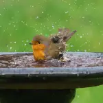 Aves de Jardín Cómo Atraerlas y cuidarlas